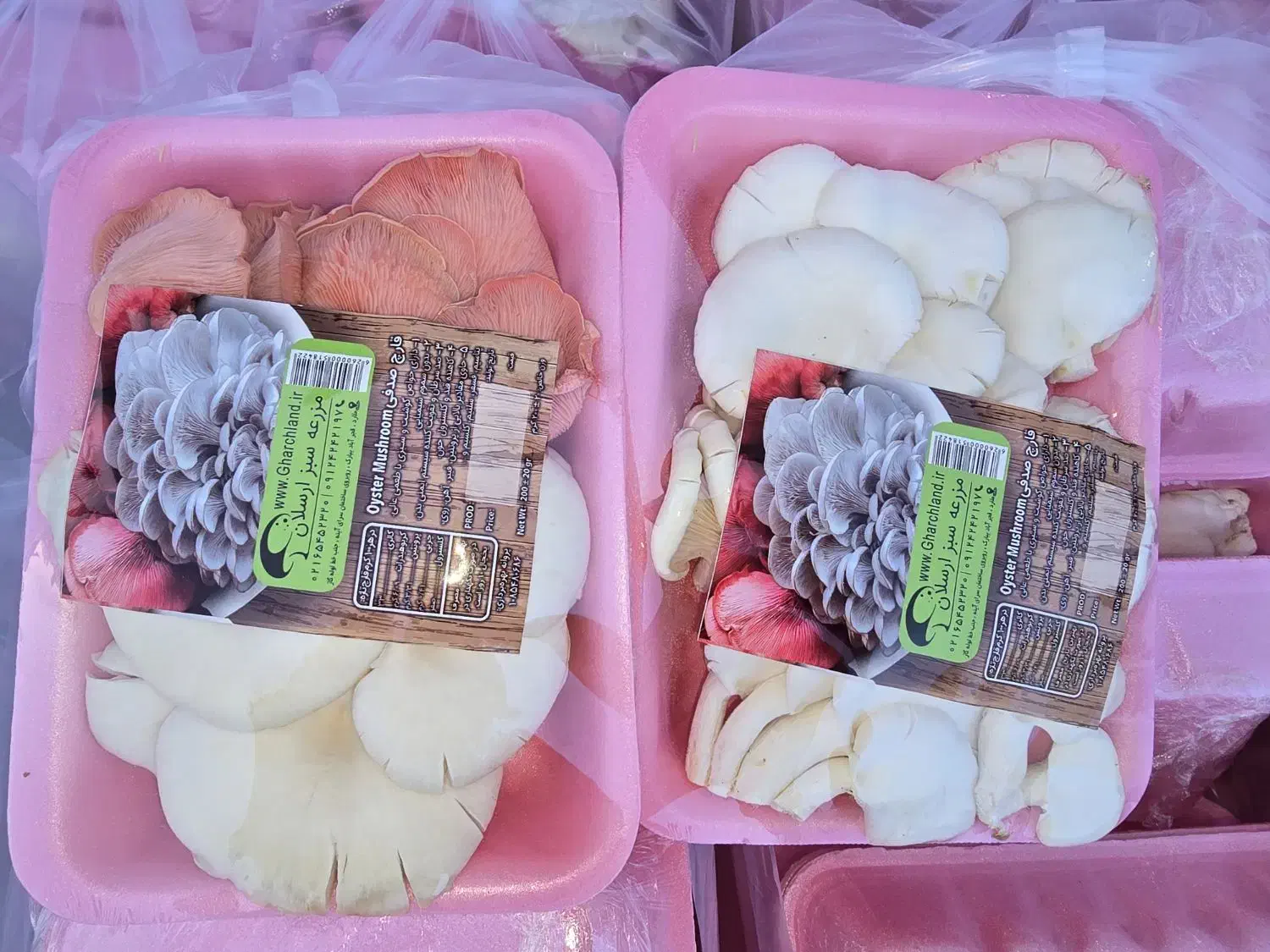 قارچ صدفی|خوردنی و آشامیدنی|کرج, عظیمیه|دیوار