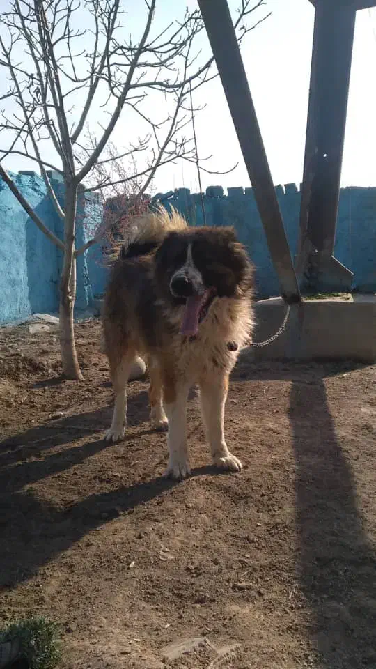 نر آدمی و گله ای درشت فی ۸|سگ|تهران, اتحاد|دیوار