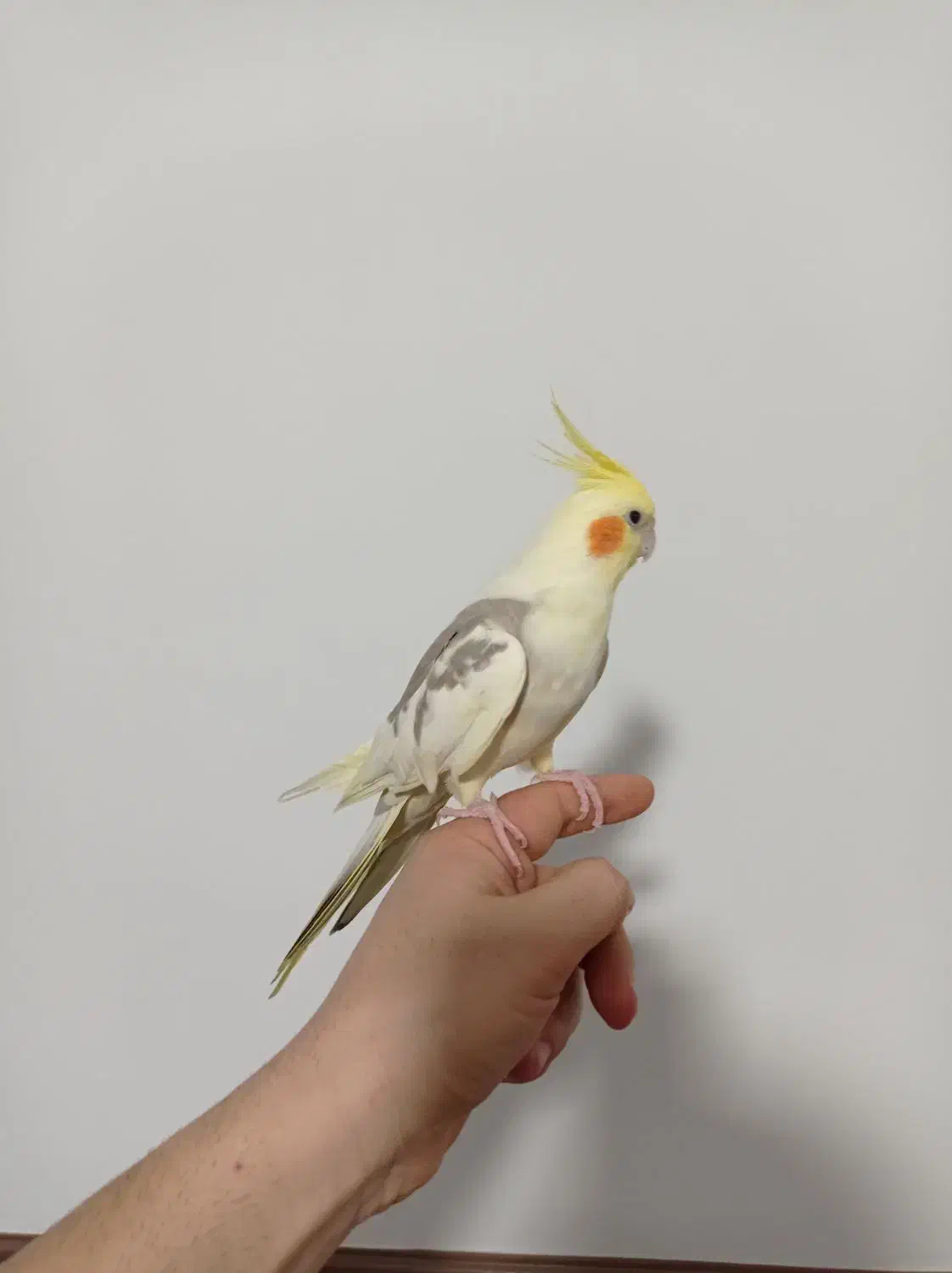 عروس هلندی دستی|پرنده|ماهدشت, |دیوار