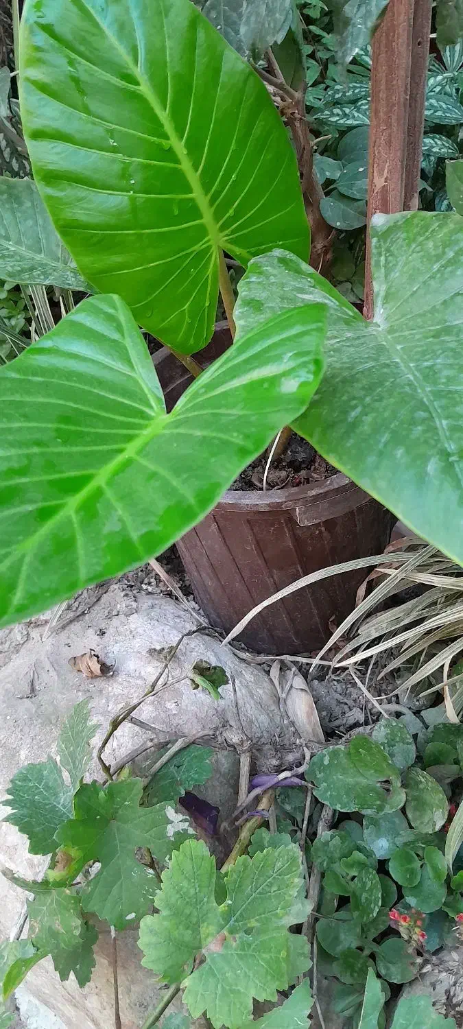 گلها وگیاهان فضای باز|گل و گیاه طبیعی|رویان, |دیوار