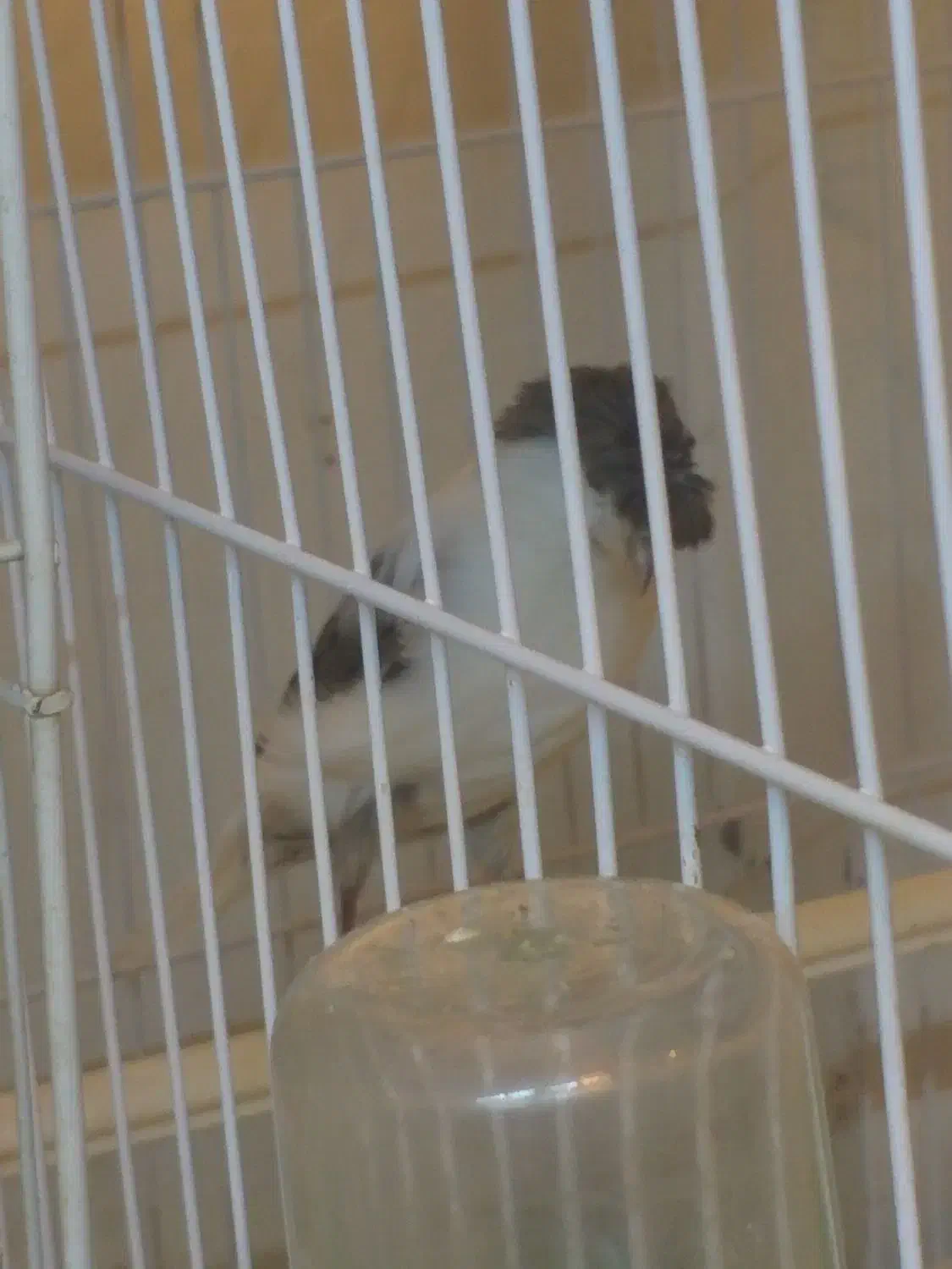 قناری ماده|پرنده|مشهد, حضرت حجت|دیوار