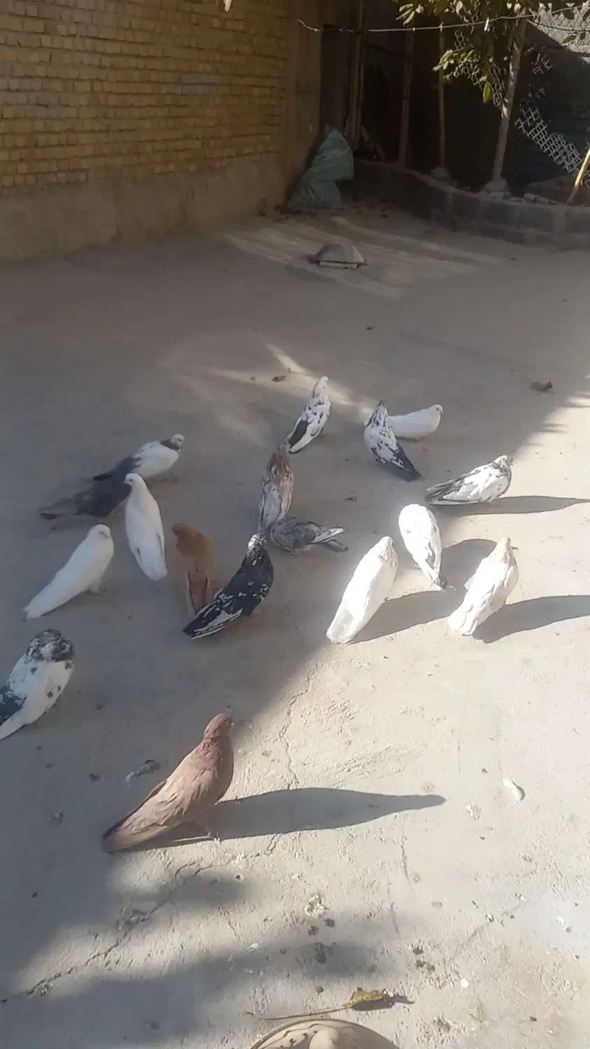 کبوتر نوک کوتاه|پرنده|خرقان, |دیوار