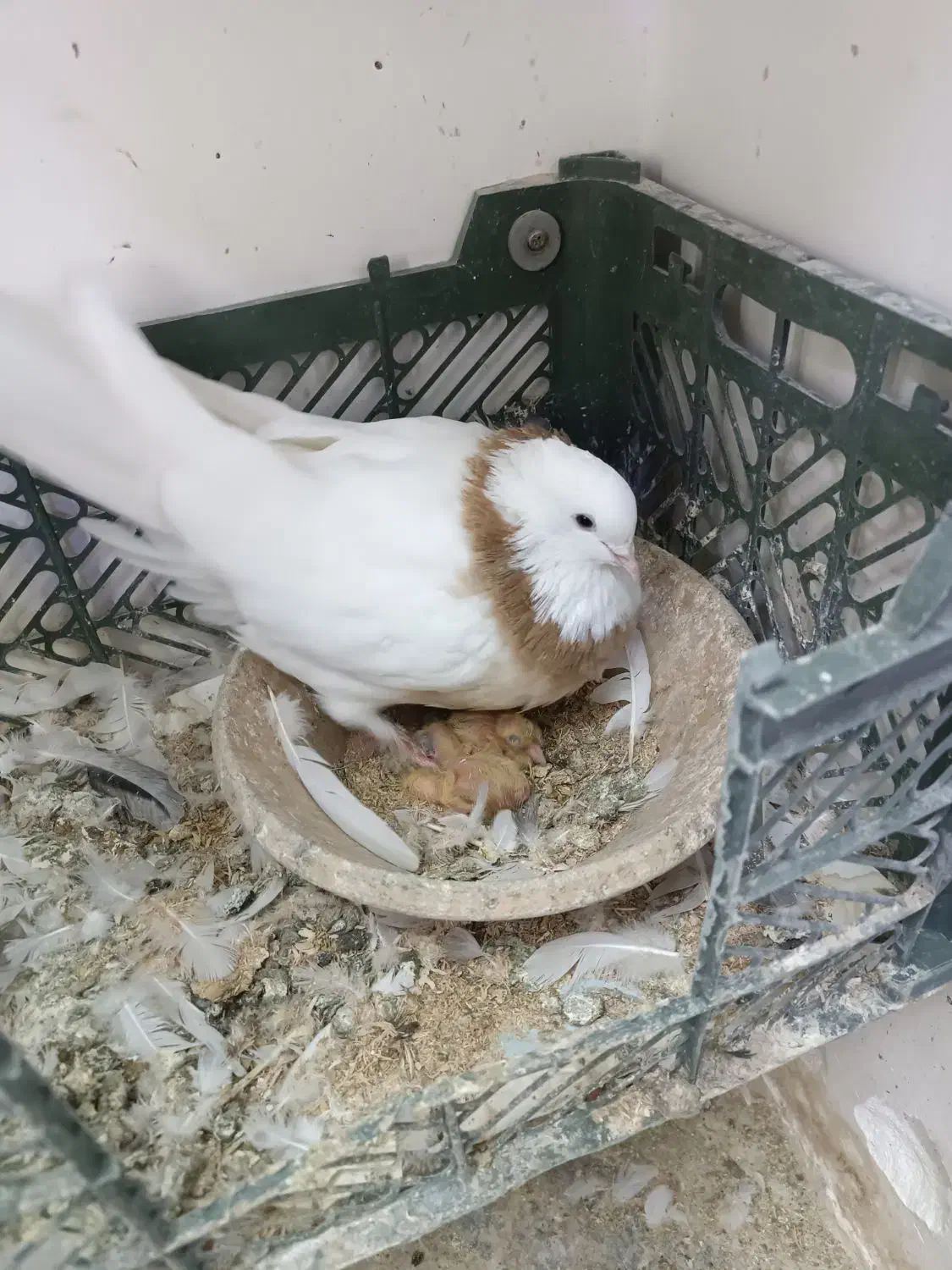 کفتر طوقی با جوجه|پرنده|ماهدشت, |دیوار