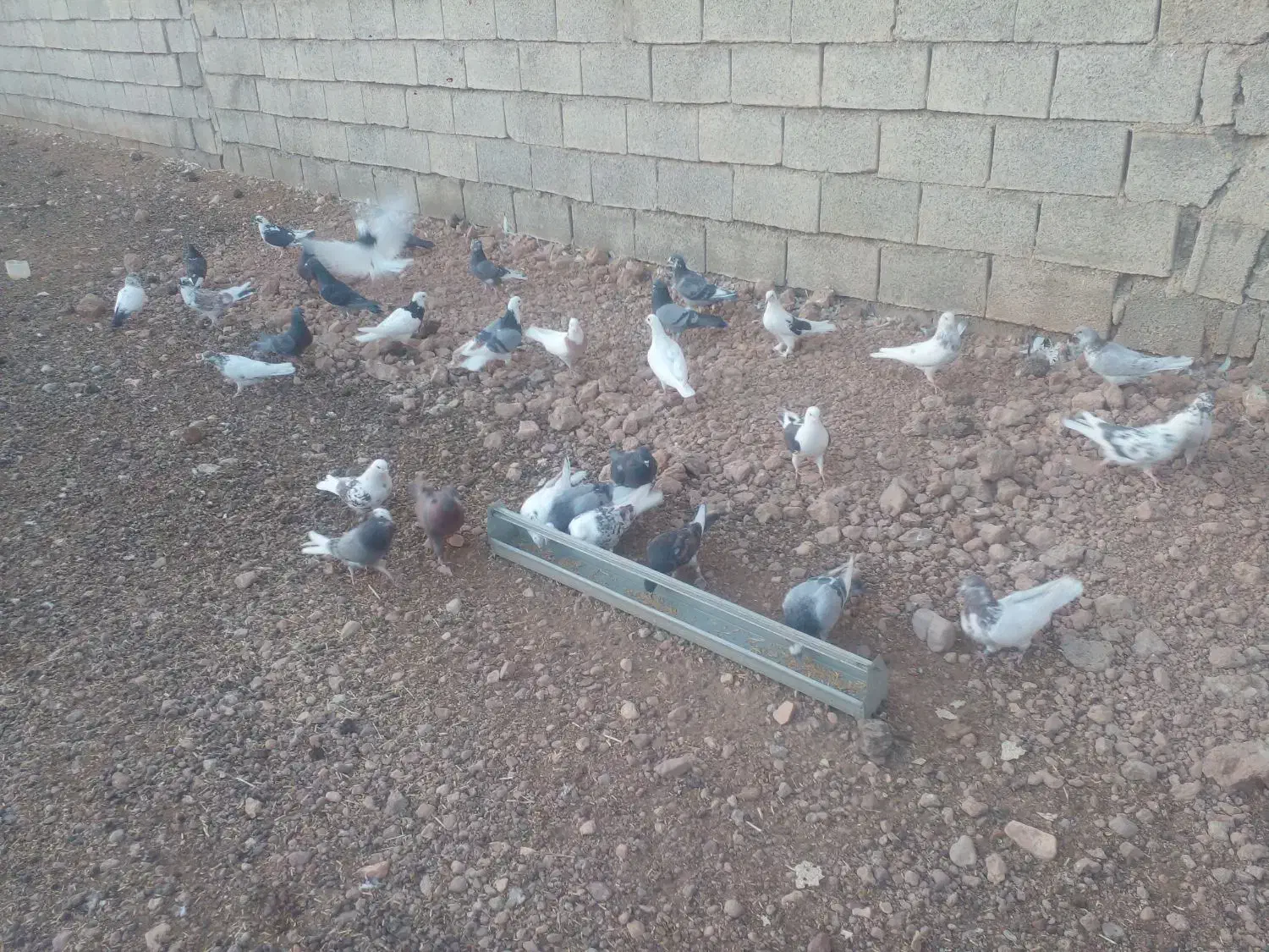 فروش فوری ۸۰عدد کبوتر ناب وپرشی|پرنده|کوهدشت, |دیوار