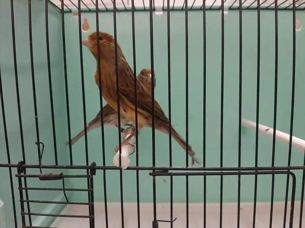 قناری سرخ سوخته|پرنده|رودهن, |دیوار