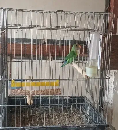 طوطی برزیلی|پرنده|قیدار, |دیوار