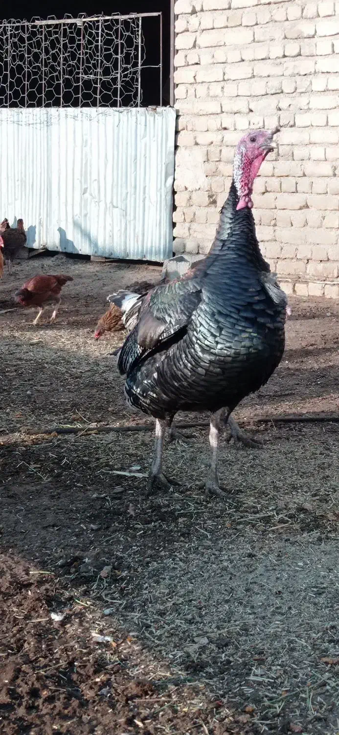 پلاکی مسافتی، بقلمو، خروس|حیوانات|چناران, |دیوار