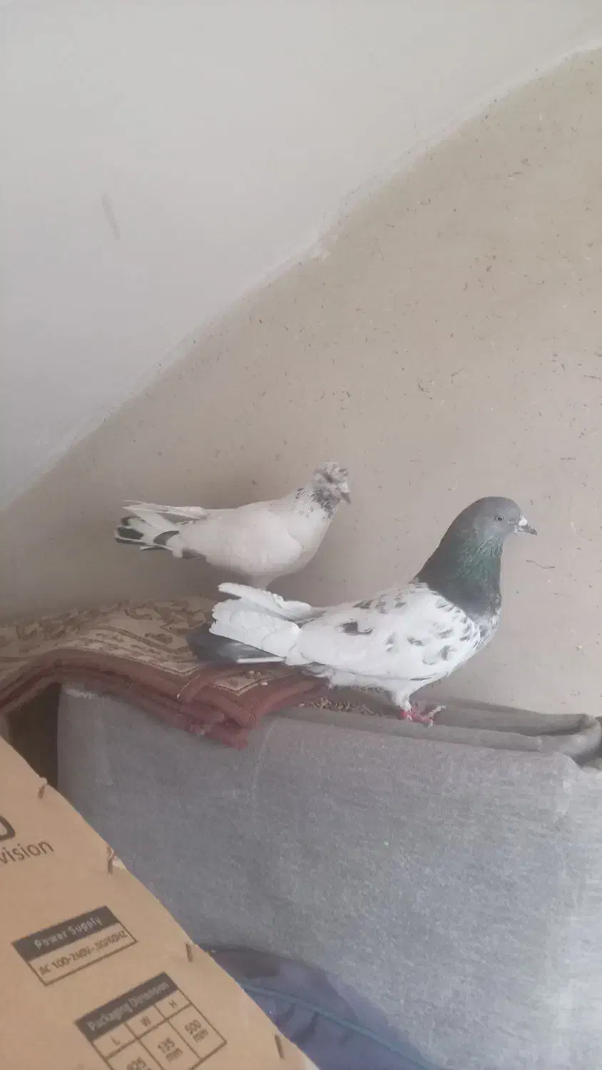 طوقی ماده|پرنده|اردبیل, |دیوار