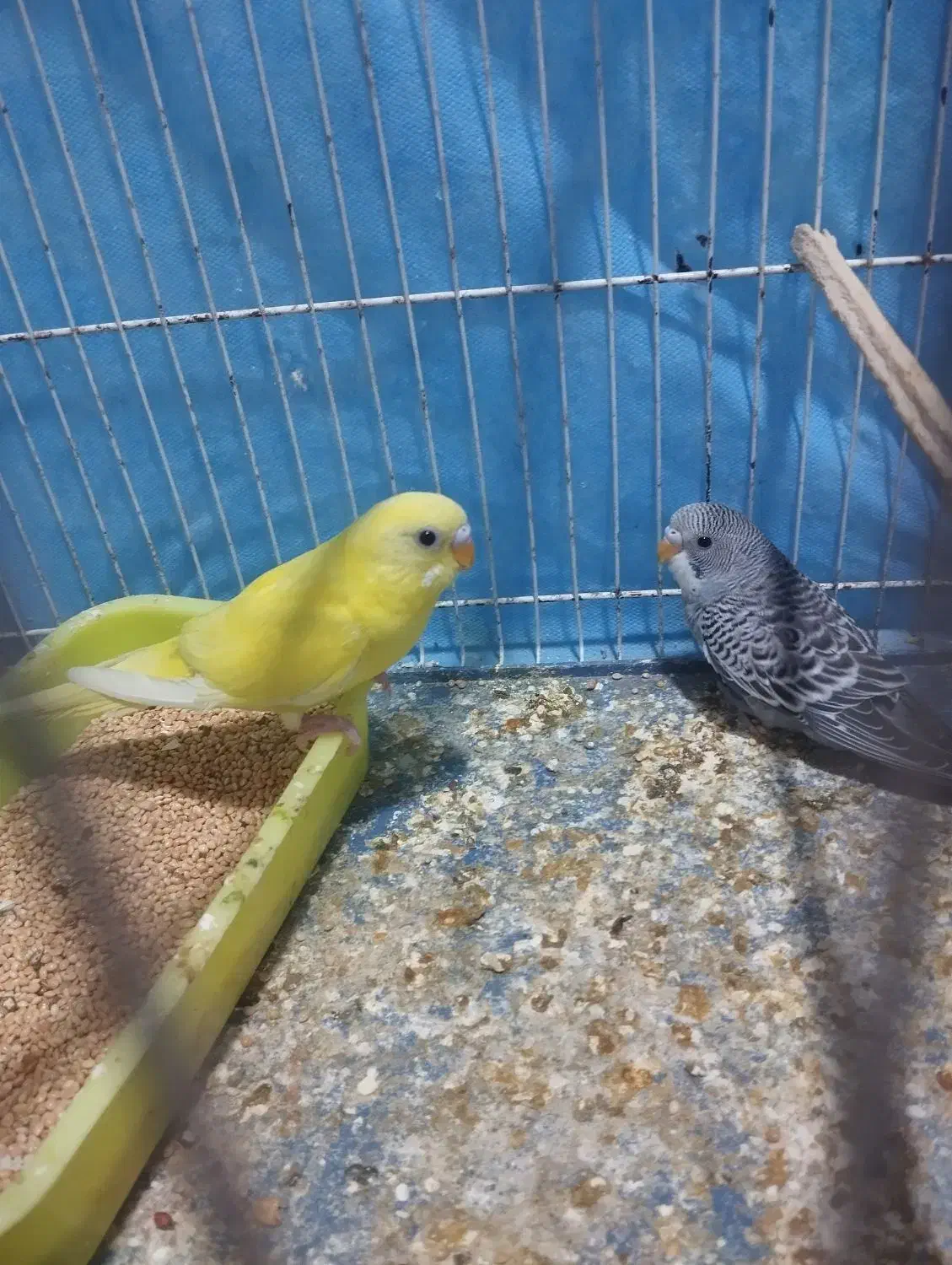 مرغ عشق|پرنده|شیروان (خراسان), |دیوار