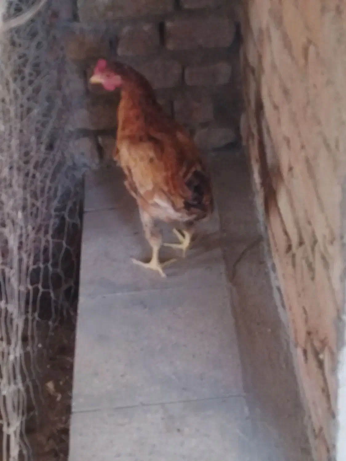 خروس|حیوانات مزرعه|بروجرد, |دیوار