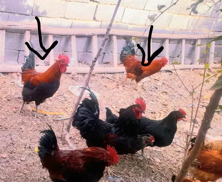 خروس برهما|حیوانات مزرعه|جغتای, |دیوار