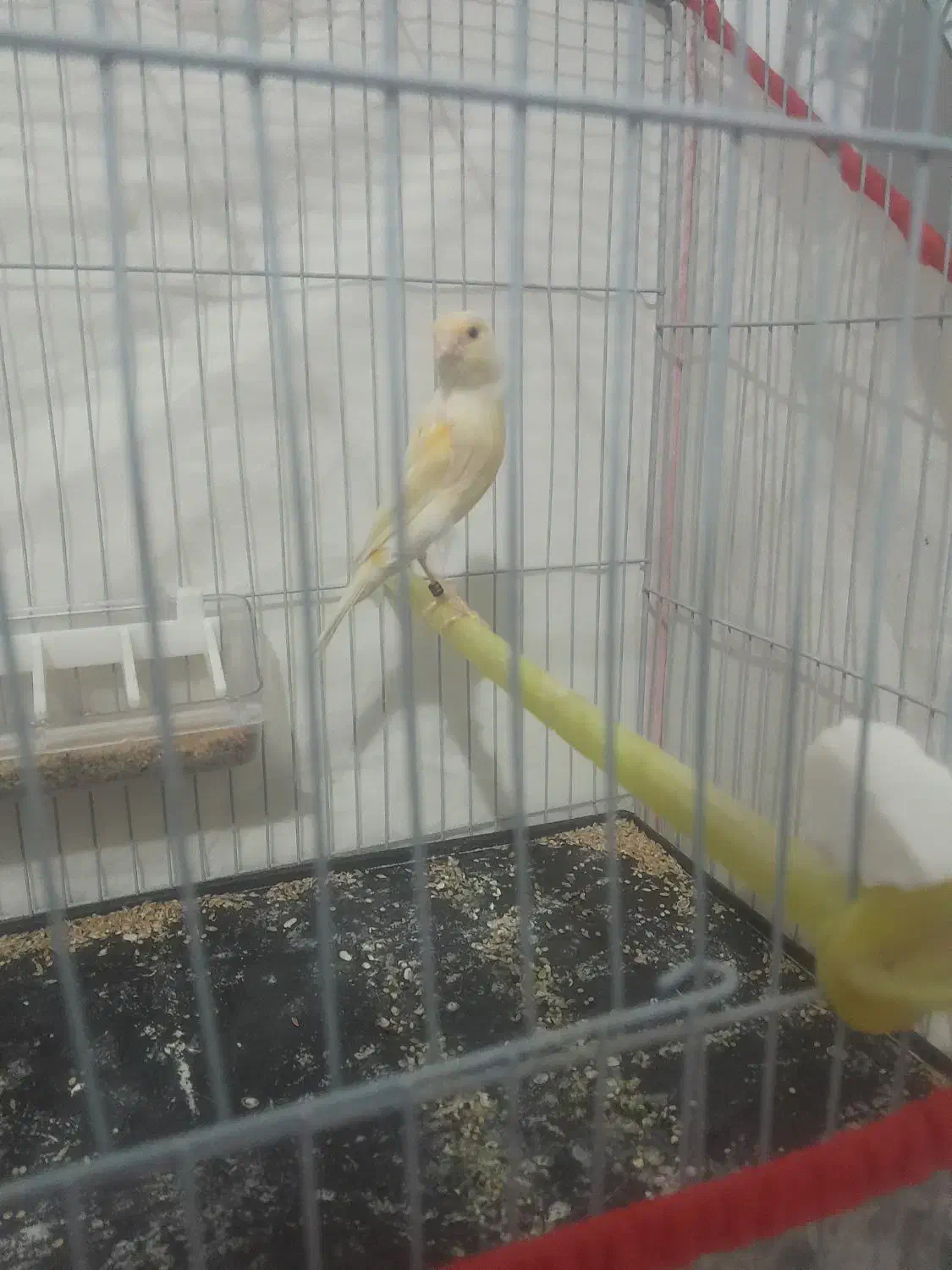 قناری جفت|پرنده|تربت‌حیدریه, طالقانی|دیوار