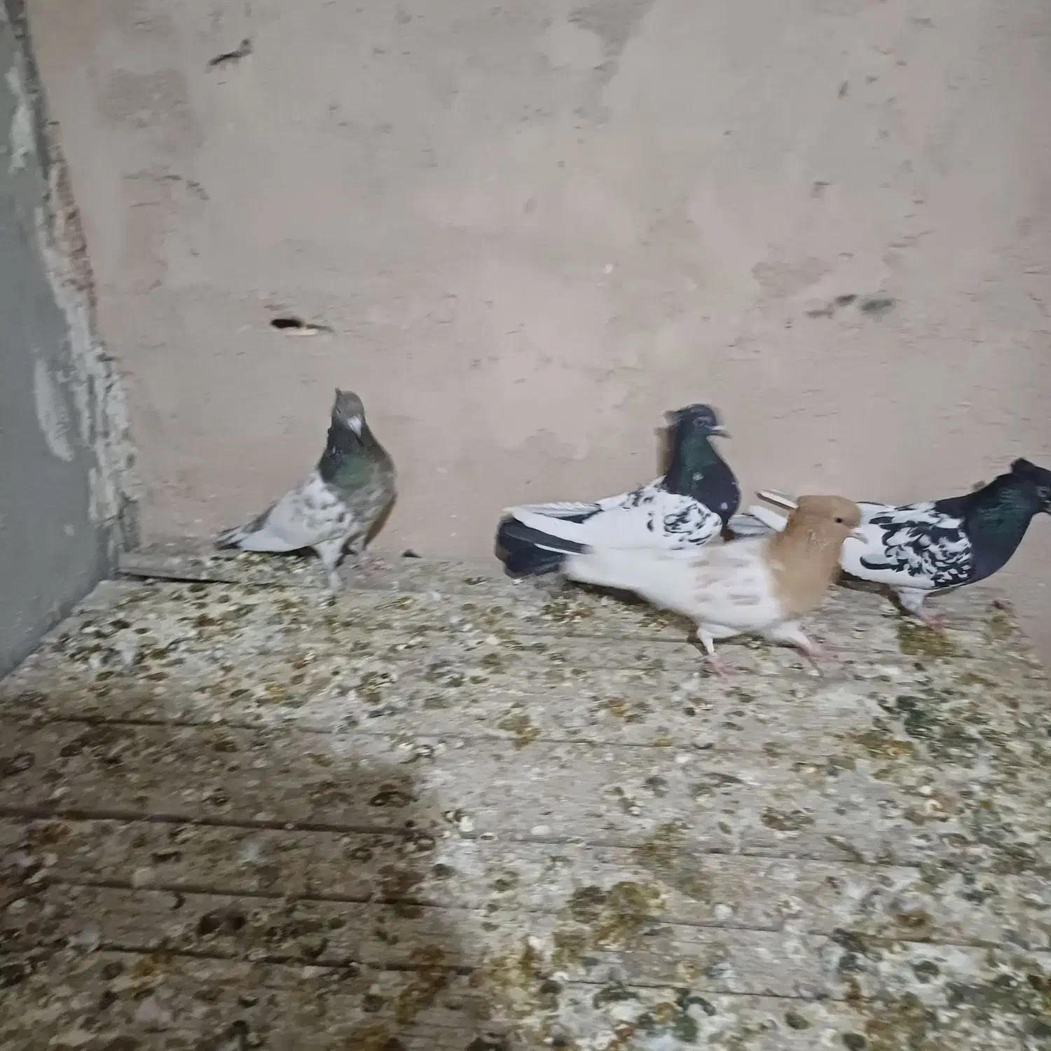 کبوتر رنگی|پرنده|پیر بکران, |دیوار