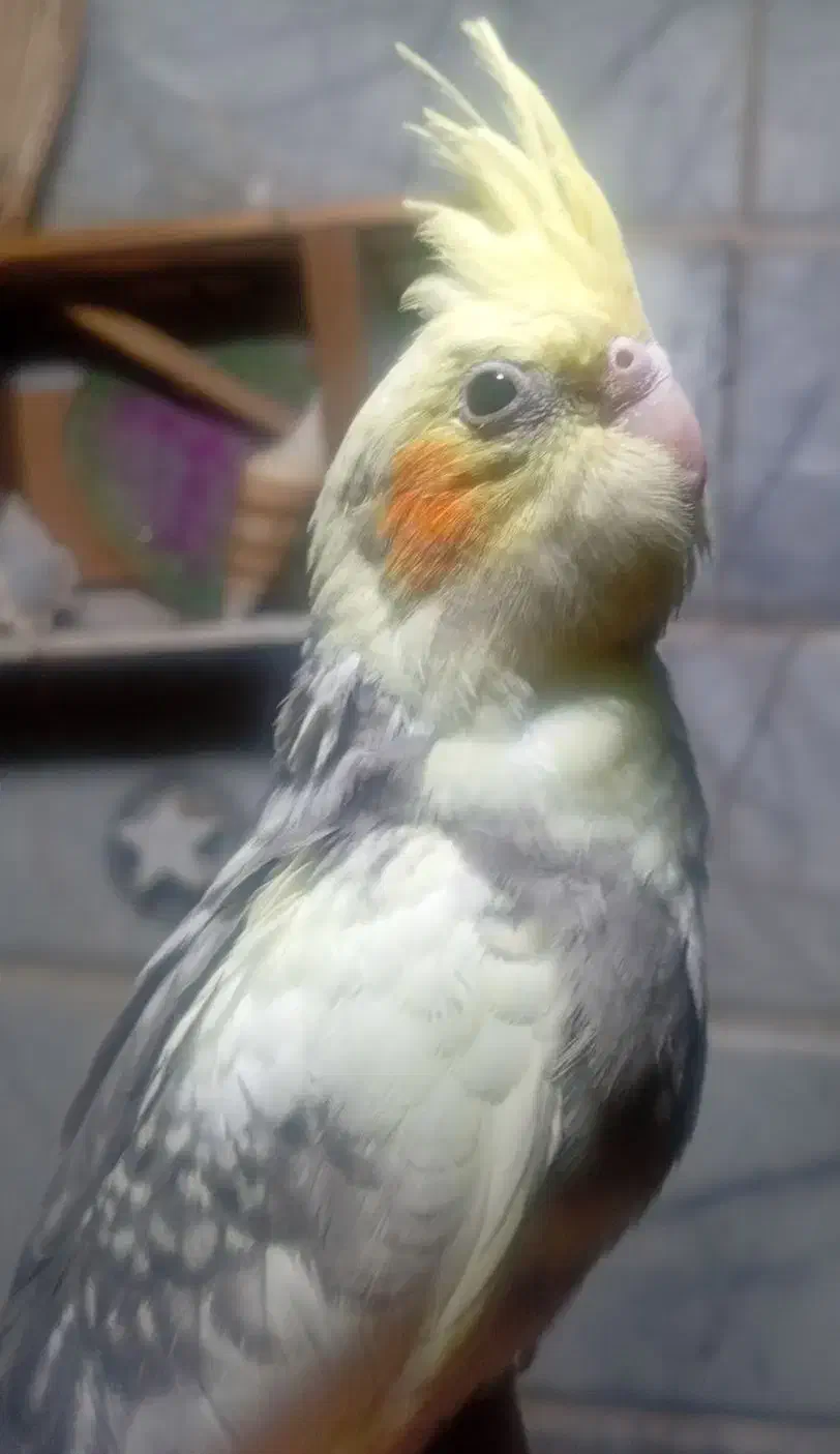 2 تا جوجه دستی چشم شرابی|پرنده|قم, جوی شور|دیوار