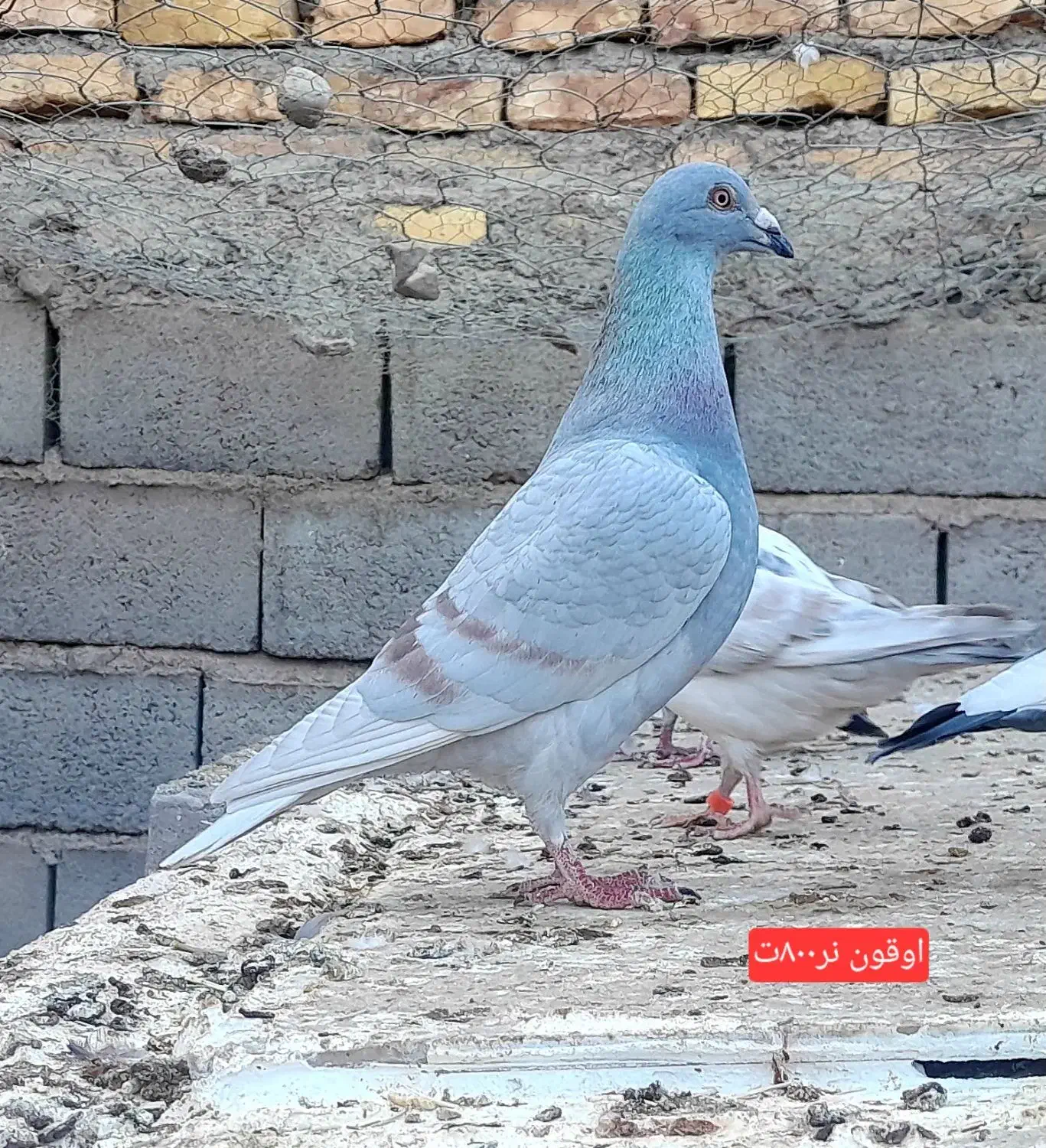 کفترفروشی|پرنده|فردوس (خراسان), |دیوار