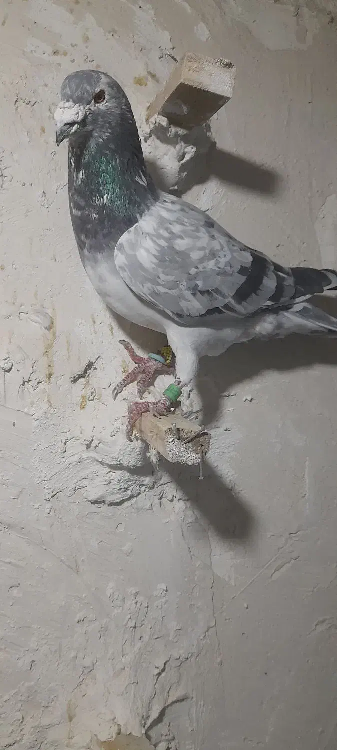 پرنده|پرنده|شیروان (خراسان), |دیوار