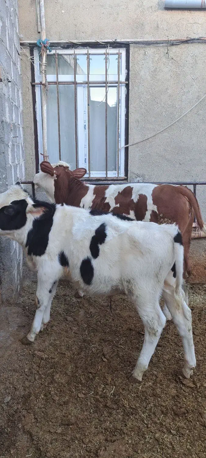 سیمینتال وهلشتاین|حیوانات مزرعه|چهاردولی, |دیوار