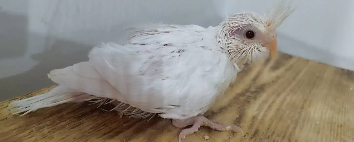 جوجه عروس هلندی آلبینو ، چشم شرابی|پرنده|بندر کنگان, |دیوار