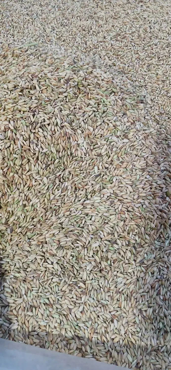 شلتوک خوشک|خوردنی و آشامیدنی|شوش, |دیوار