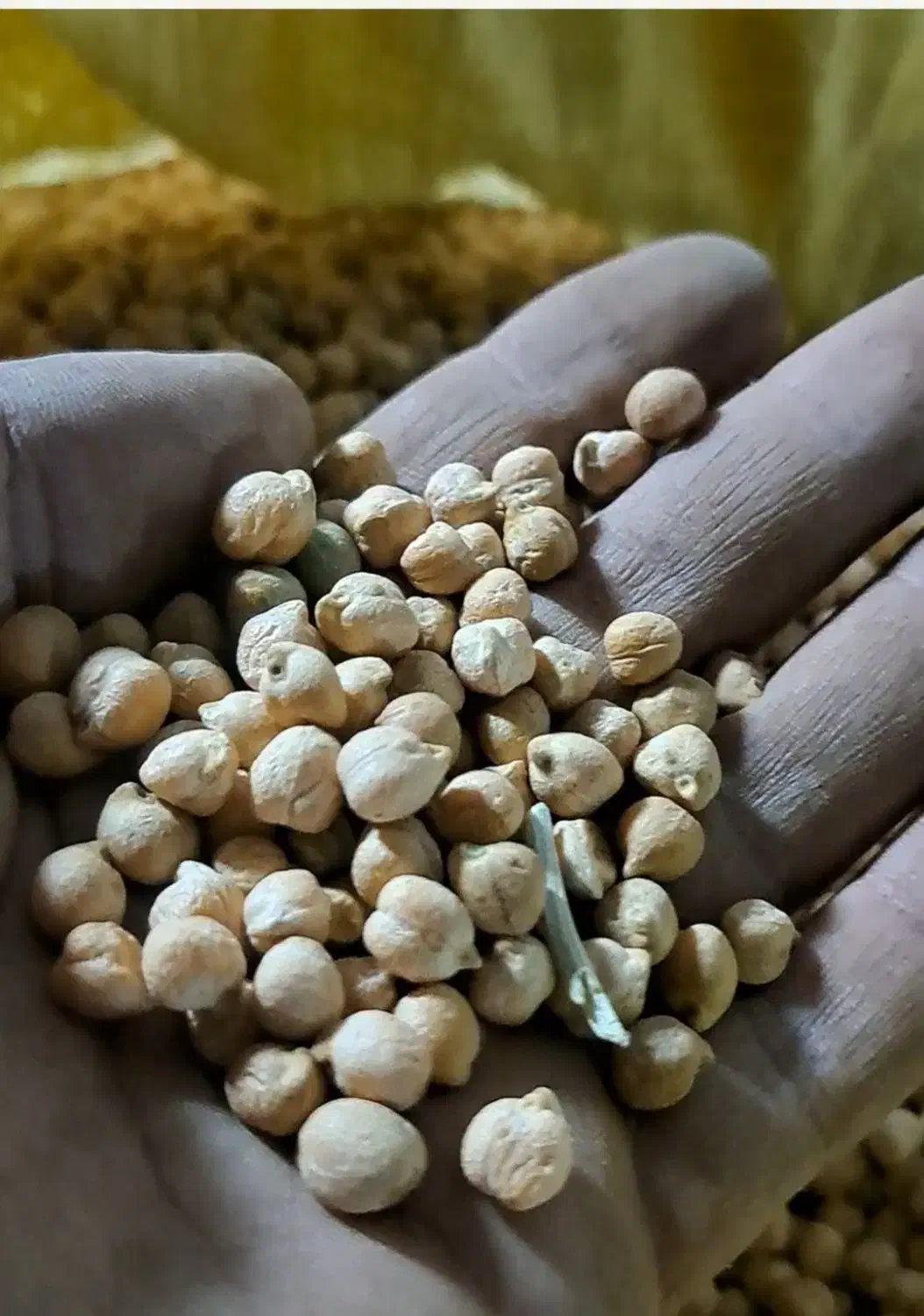 نخود دیم|خوردنی و آشامیدنی|نیشابور, شهید بهشتی|دیوار