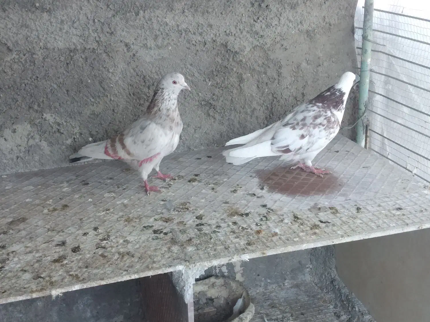 کفترتهرانی|پرنده|پاکدشت, حصار امیر|دیوار