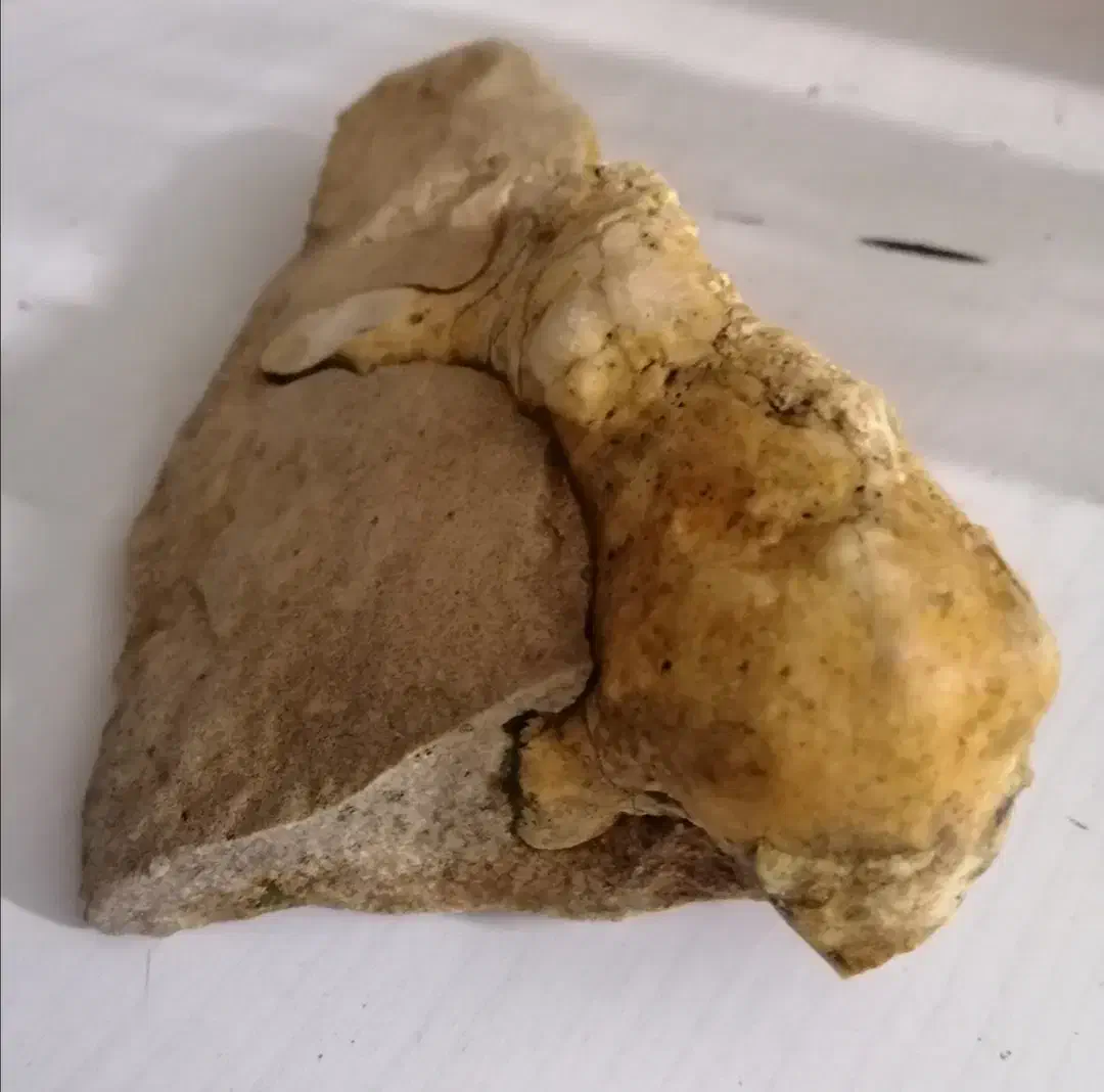 فسیل|کلکسیون اشیاء عتیقه|صدرا-فارس, باغشهر گلبهار صدرا|دیوار