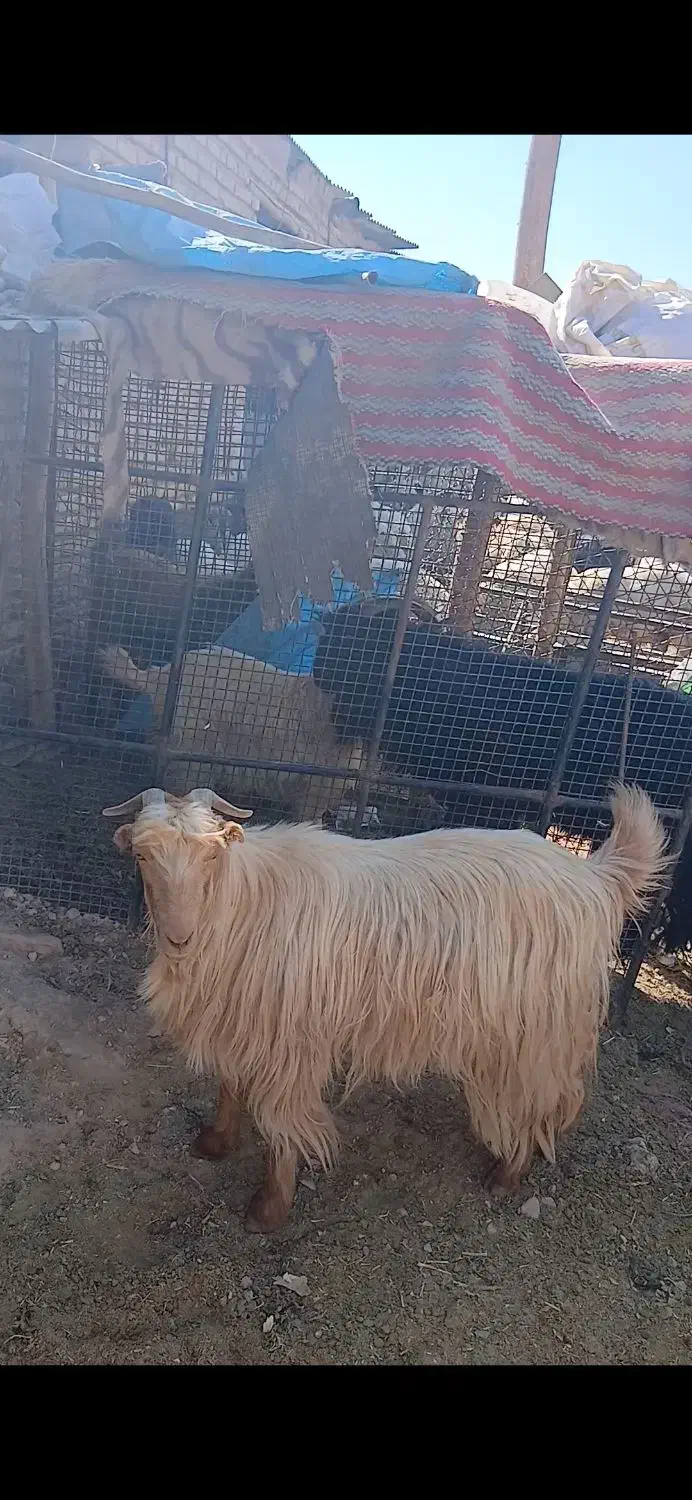 فروش بز کهره دار و آبستن و پازن|حیوانات مزرعه|مرودشت, نقش رستم|دیوار