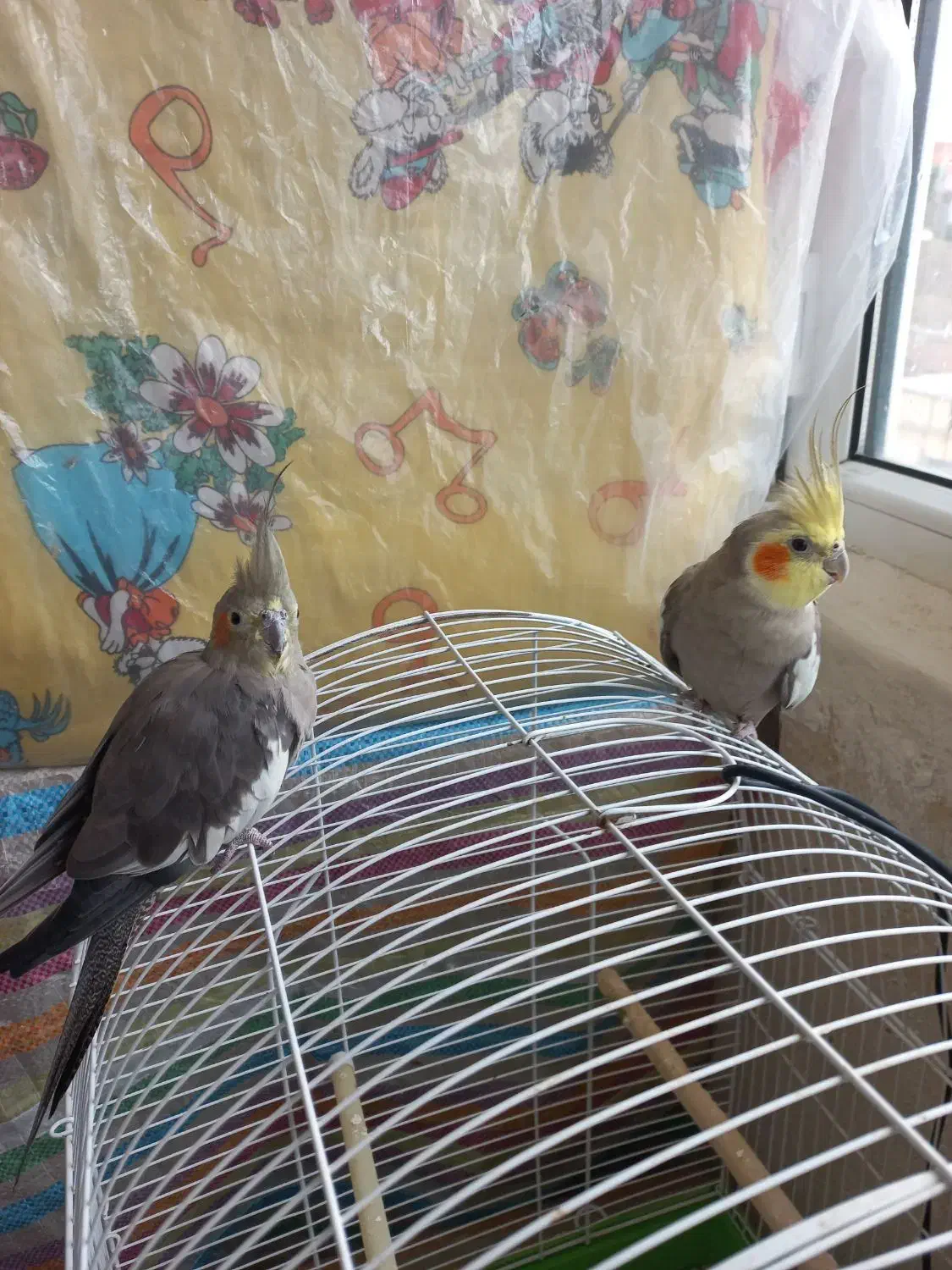 ۳عدد عروس هلندی|پرنده|گرمی, |دیوار