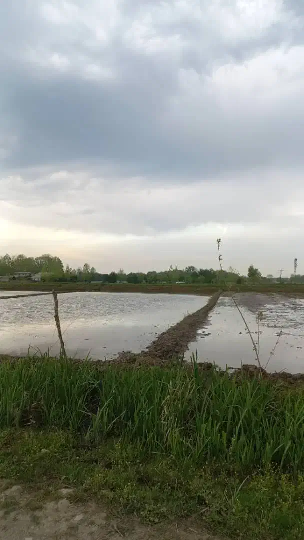 زمین کشاورزی تسطیح نشده مناسب باغ کیوی|فروش زمین و ملک کلنگی|رضوانشهر, |دیوار