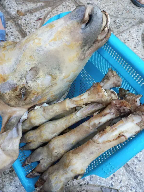 ۵عدد کله پاچه|خوردنی و آشامیدنی|ایلام, |دیوار