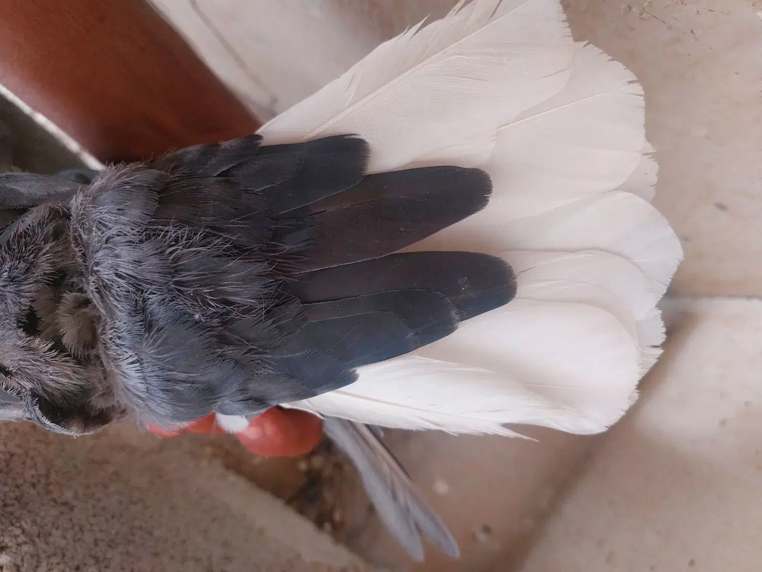 سیاه دم سفید|پرنده|شیراز, شاهچراغ|دیوار