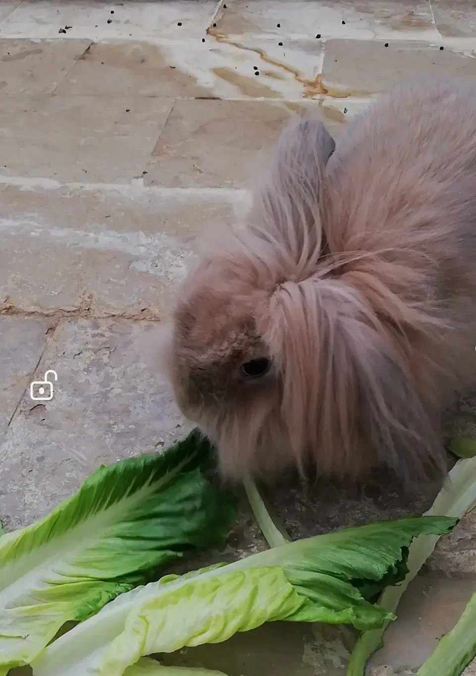 خرگوش|موش و خرگوش|شیراز, انجیر|دیوار