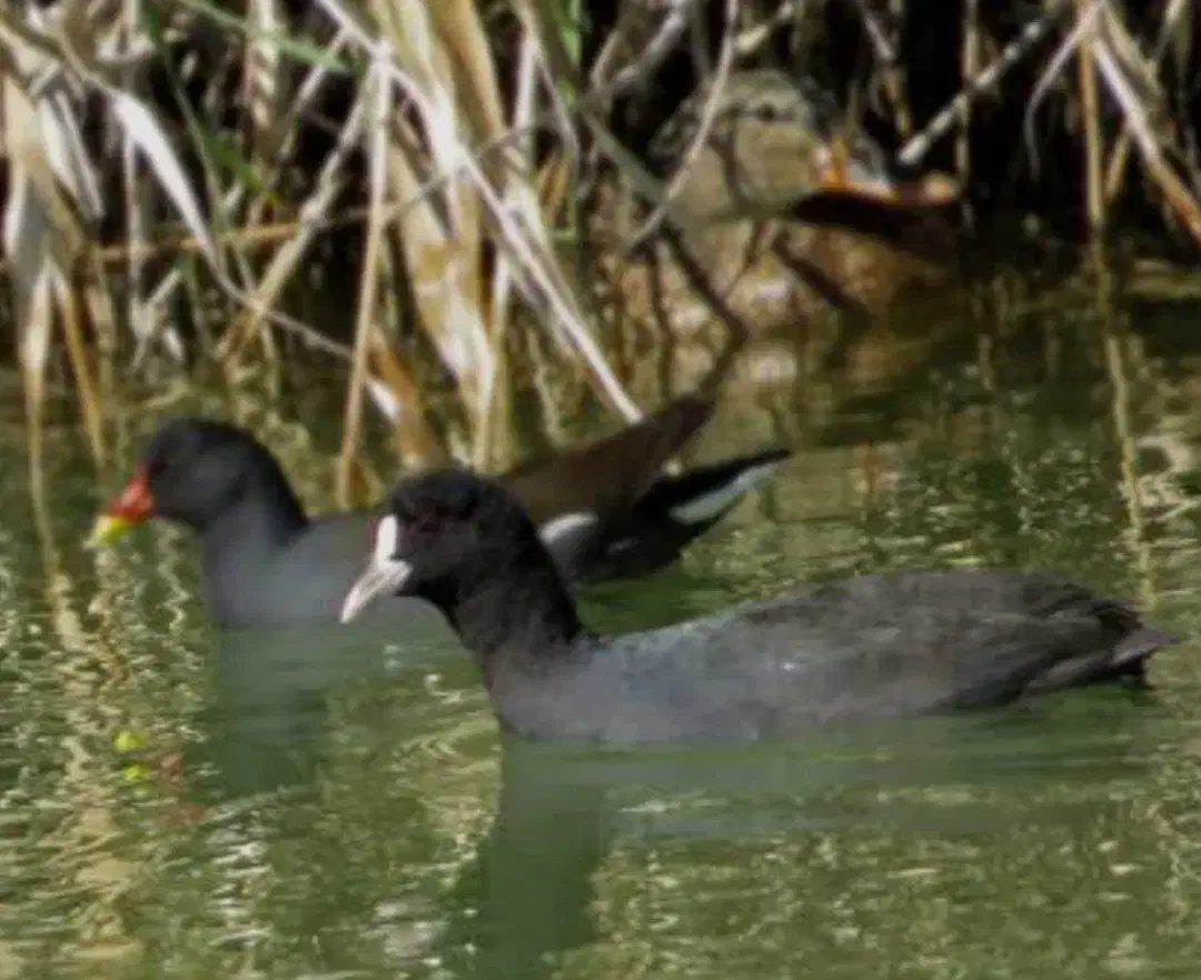 پرلا مرغ|حیوانات مزرعه|دابودشت, |دیوار