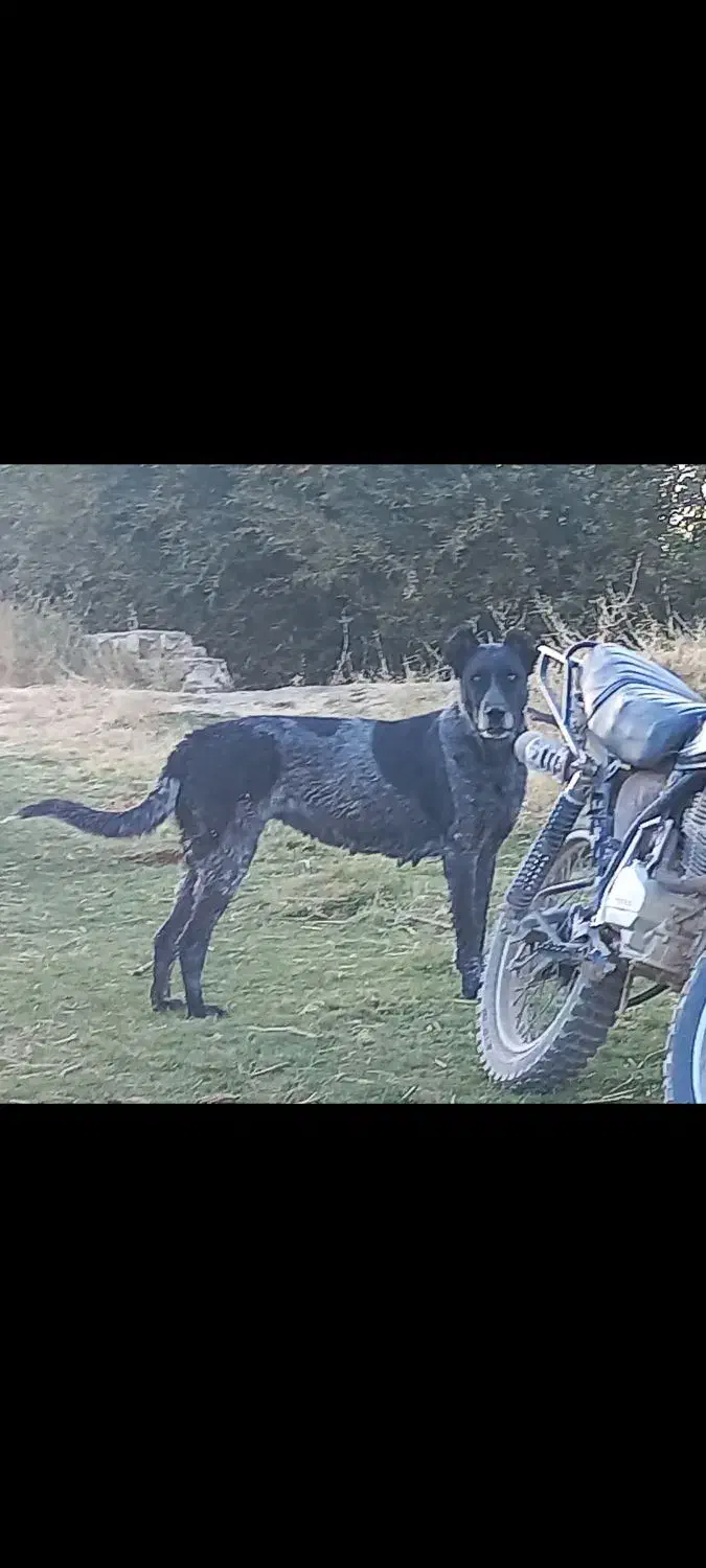 واگذاری سگ افغان|سگ|کرمانشاه, |دیوار