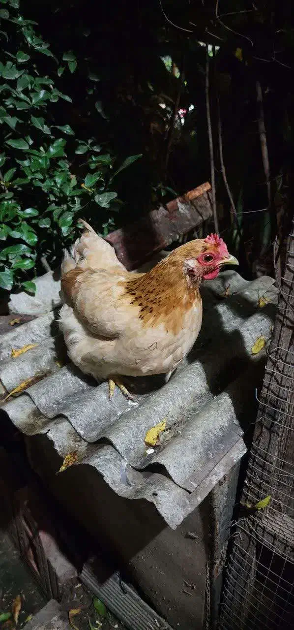 مرغ مینیاتوری|پرنده|آمل, |دیوار