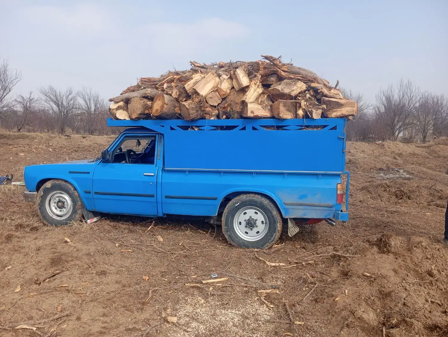 خریدار چوب وریشه|خدمات باغبانی و درختکاری|میاندوآب, |دیوار