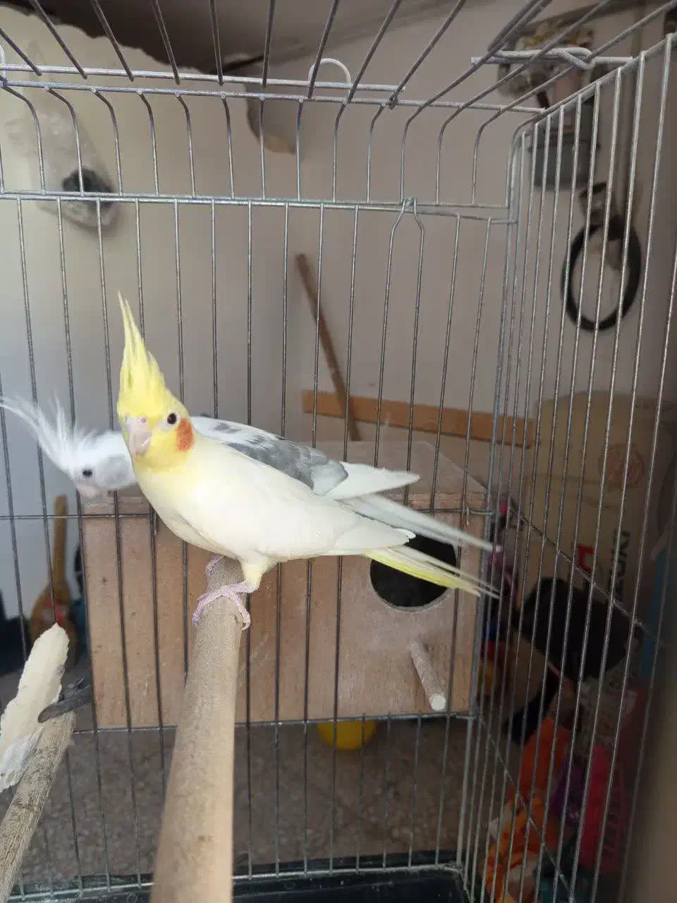 عروس هلندی|پرنده|گرمسار, |دیوار