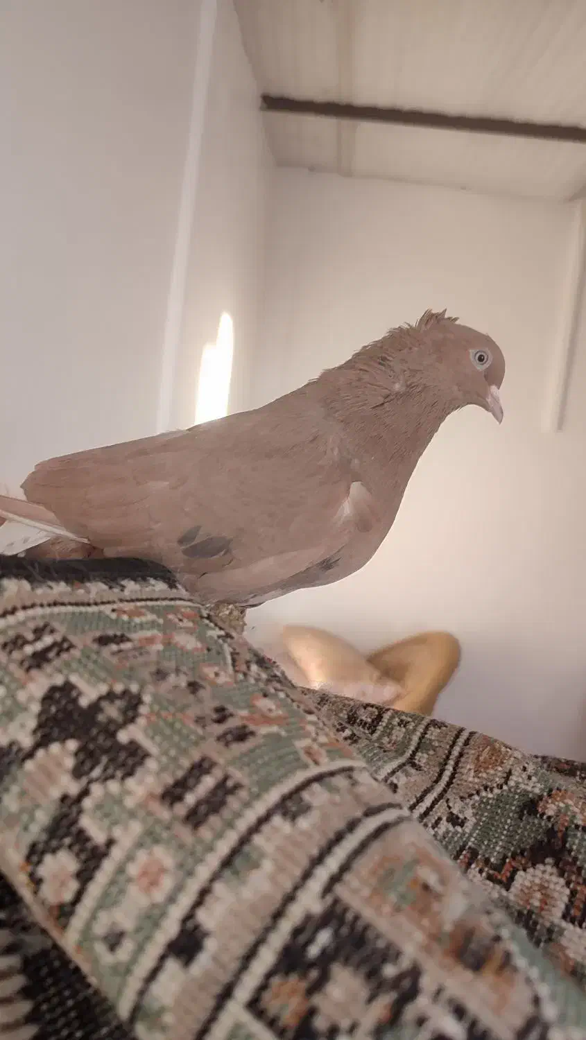 دم سفید|پرنده|اسفراین, |دیوار