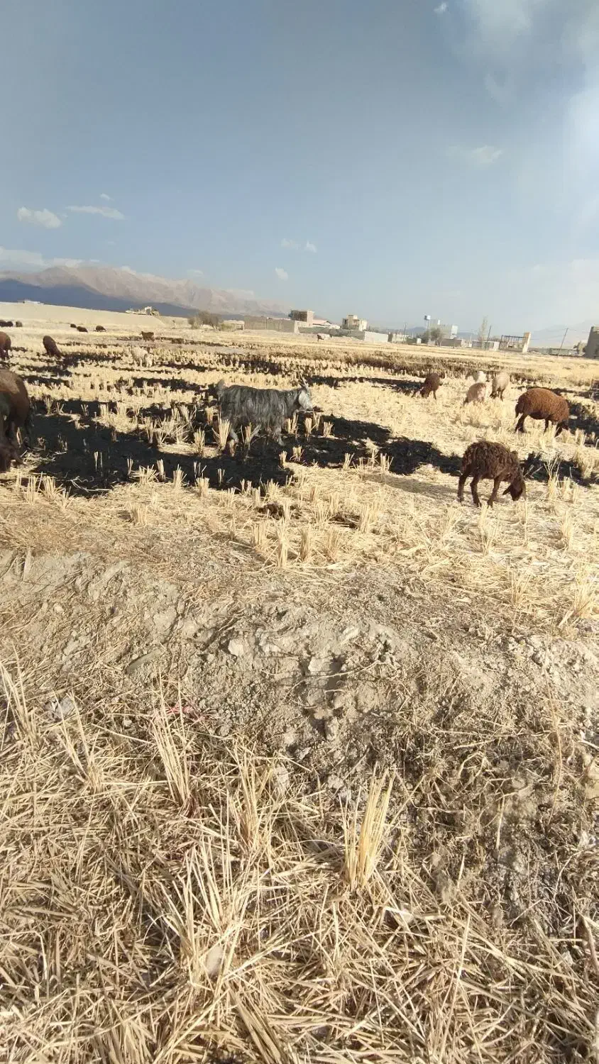 بزفروشی|حیوانات مزرعه|دورود, |دیوار