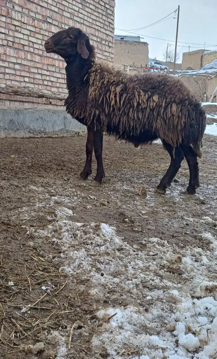 حیوانات مزرعه|حیوانات مزرعه|انگوران, |دیوار