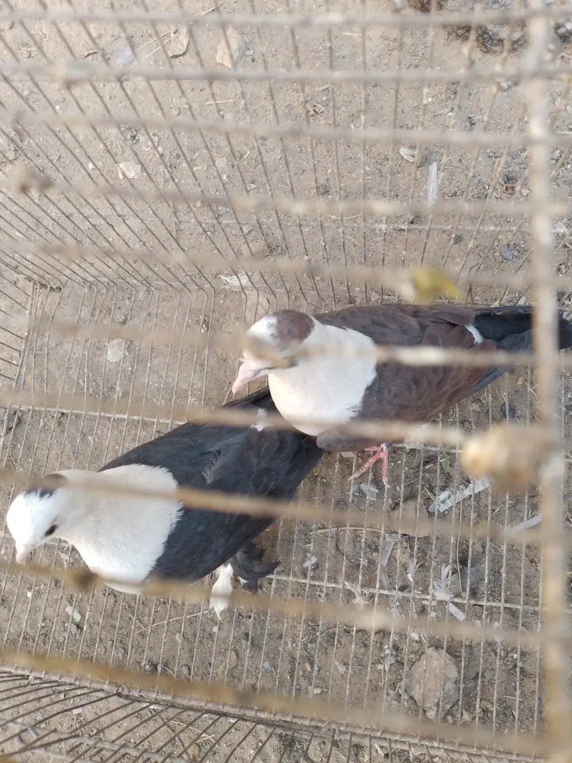 یک جفت کله سفید|پرنده|سبزوار, قصبه اب یمین|دیوار