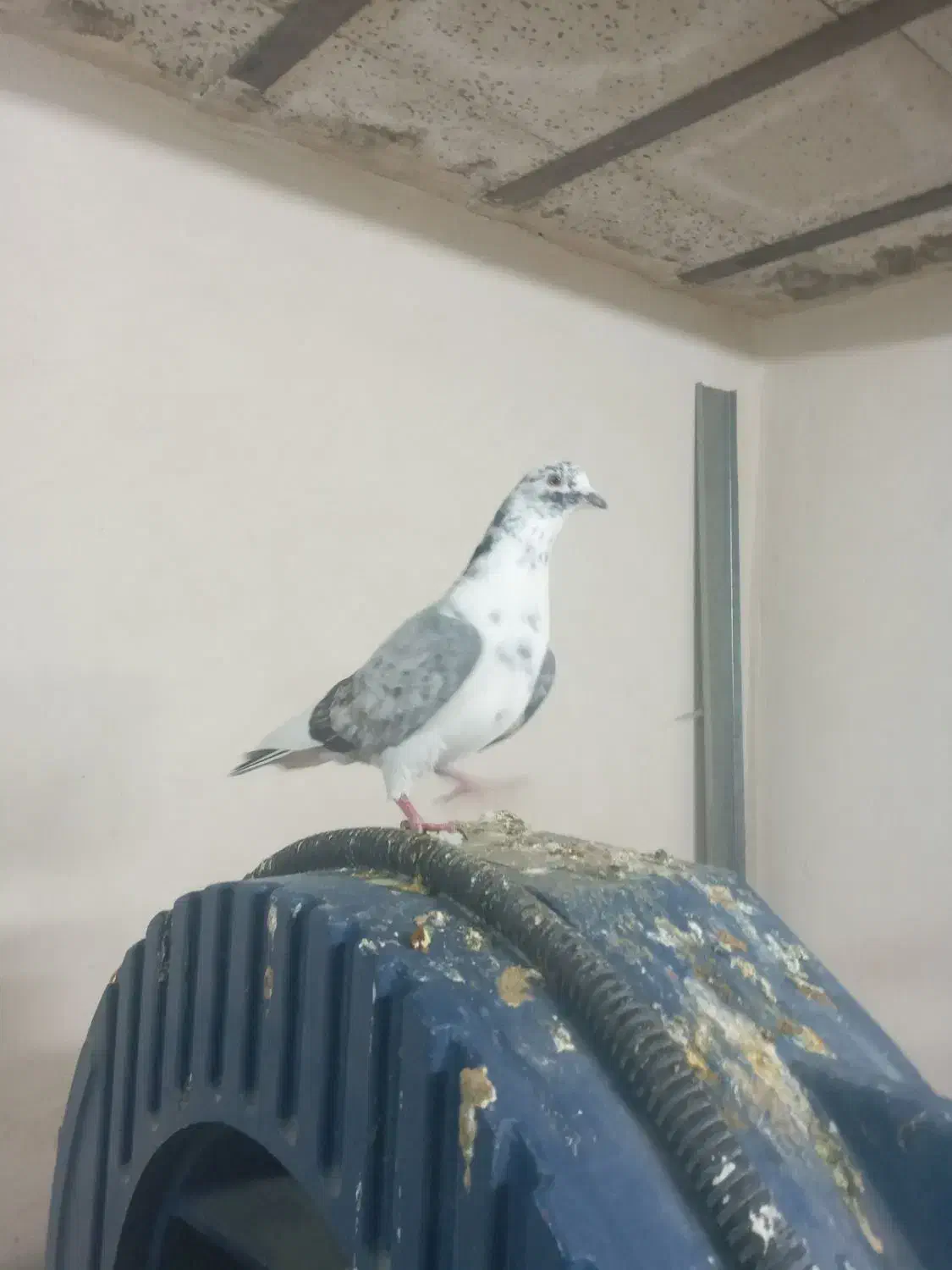 کفتر پشت دار اطلسی|پرنده|ورامین, خیر آباد|دیوار