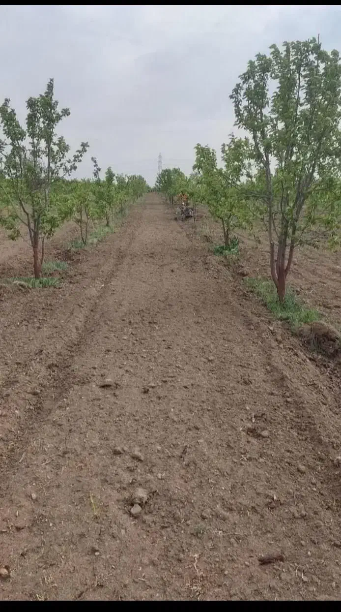 هرس وقطع درختان خانگی باغی|خدمات باغبانی و درختکاری|کرمانشاه, |دیوار