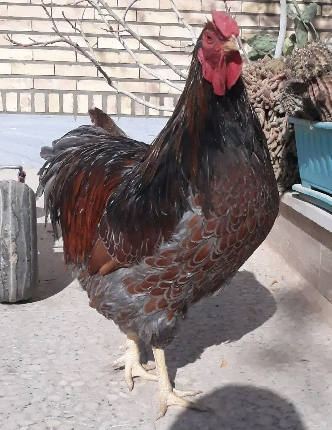 جوجه ویاندوت(مرغ و خروس ندارم)|حیوانات مزرعه|قم, شهرک مهدیه|دیوار