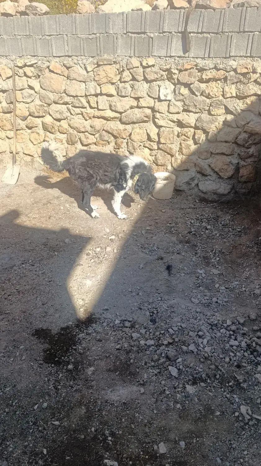 سگ فروشی|سگ|زاغه, |دیوار