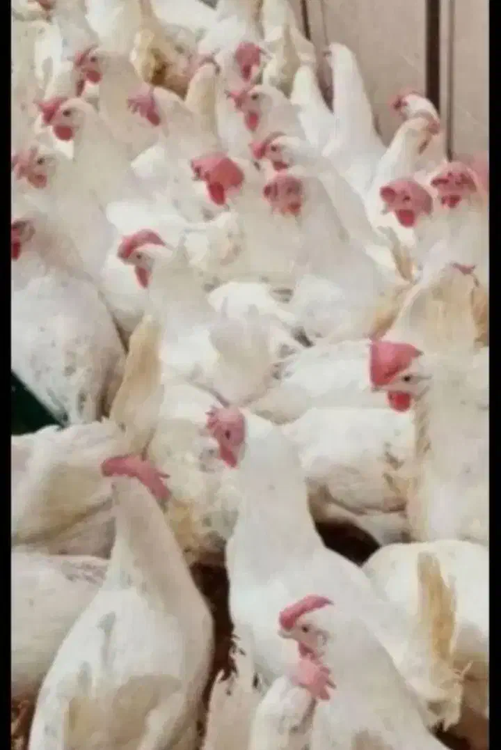 مرغ تخمگذار|حیوانات مزرعه|کهنوج, |دیوار