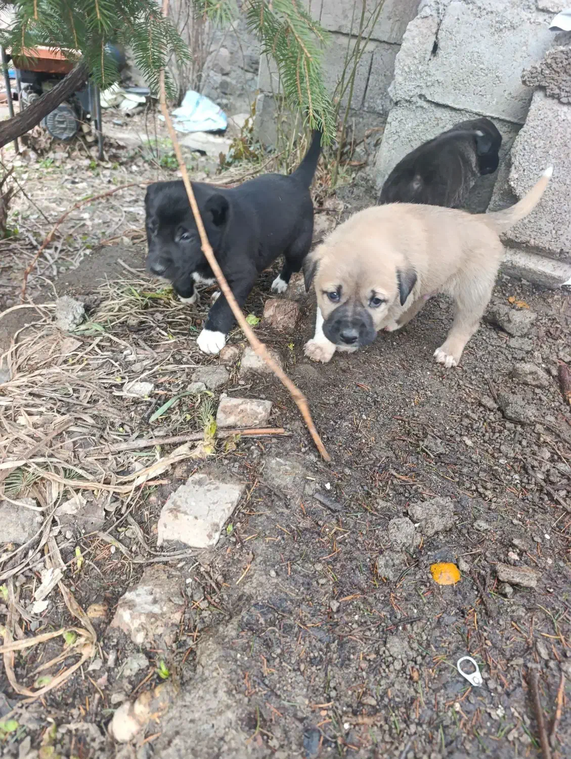 واگذاری توله محلی|سگ|قصابه, |دیوار