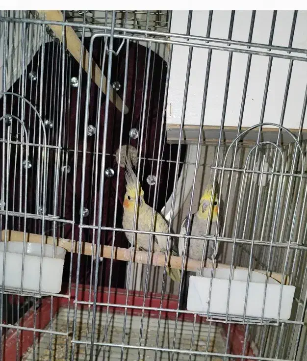 یک جفت عروس هلندی مولد|پرنده|کرج, کیانمهر|دیوار