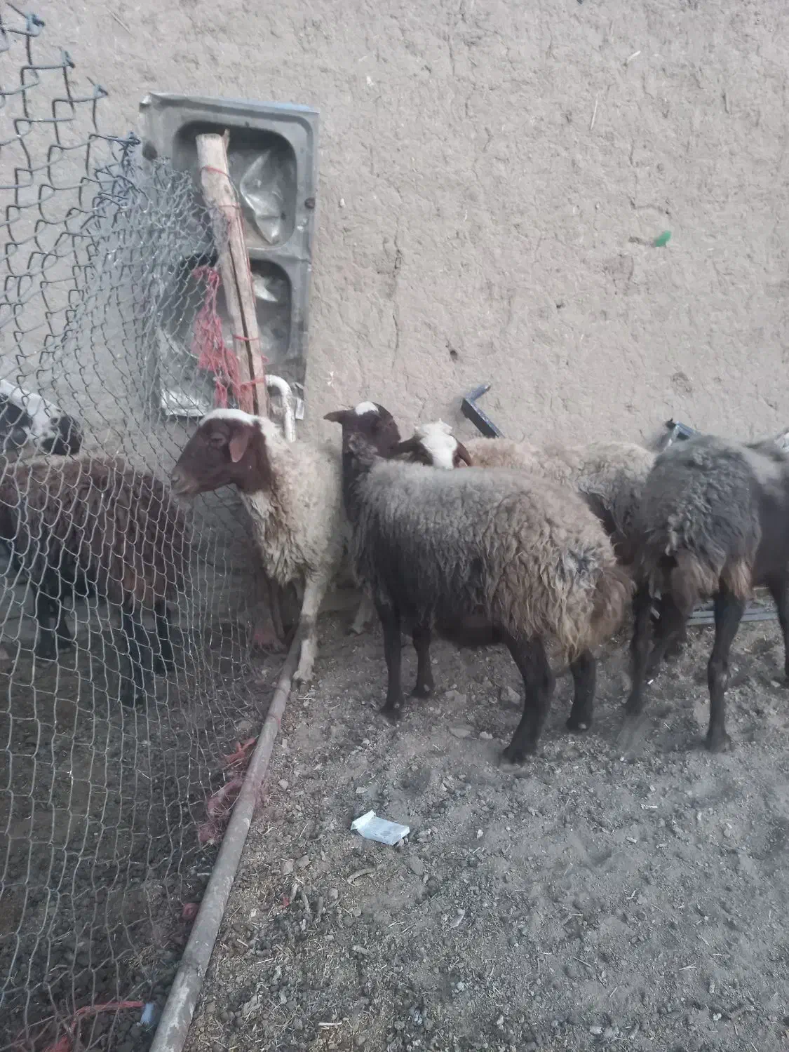 ۴ عددمیش ابستن ۲تاش سر پستان|حیوانات مزرعه|شراء, |دیوار