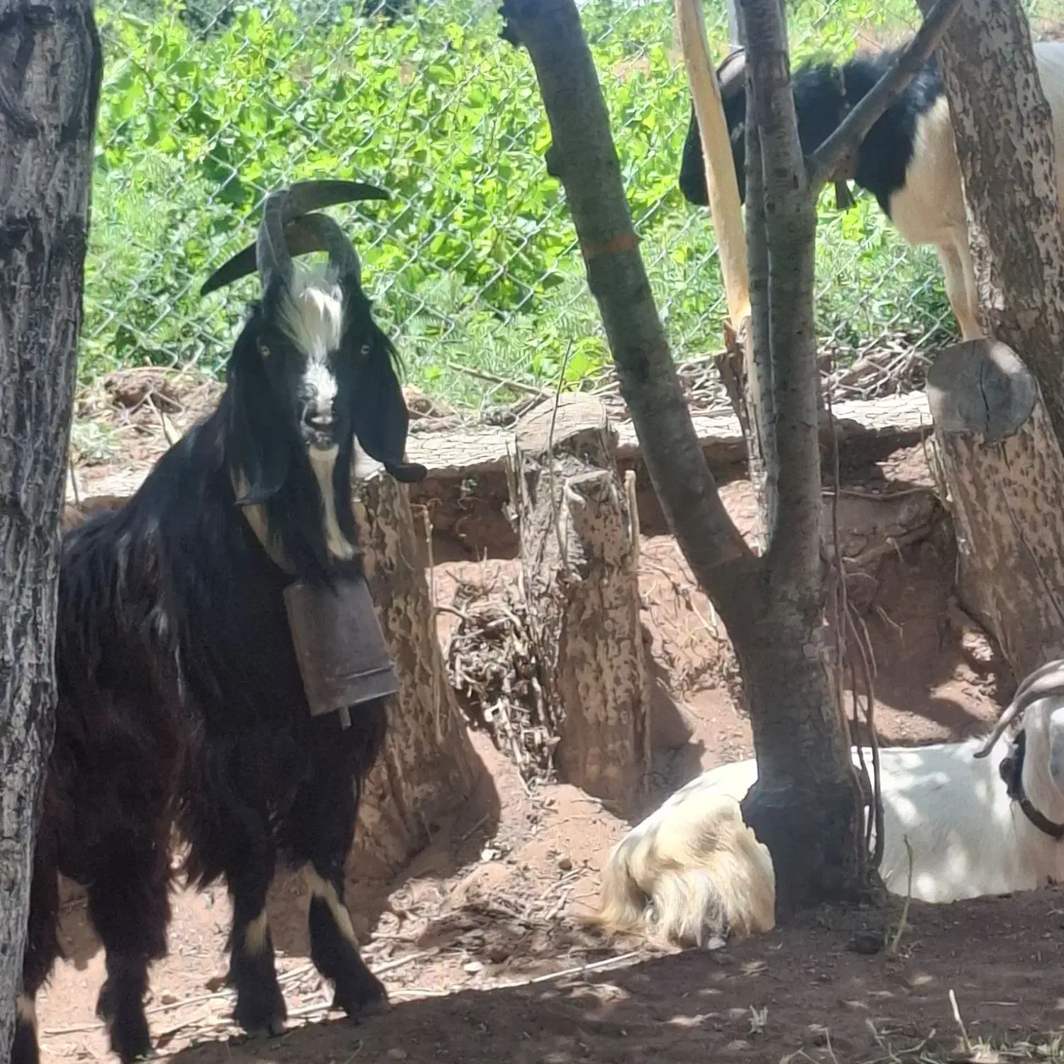 نربز|حیوانات مزرعه|قزوین, |دیوار